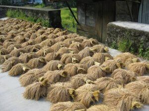 Arroz en Banaue; el proceso de siembra y recogida es todavía manual. 
