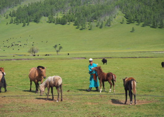 Mongolia, Travel with Rose