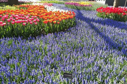 tulipanes en Holanda