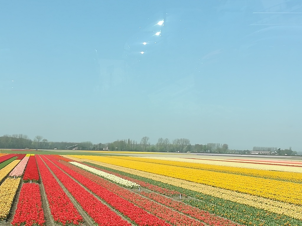 Campos de tulipanes en Keukenhof, Países Bajos