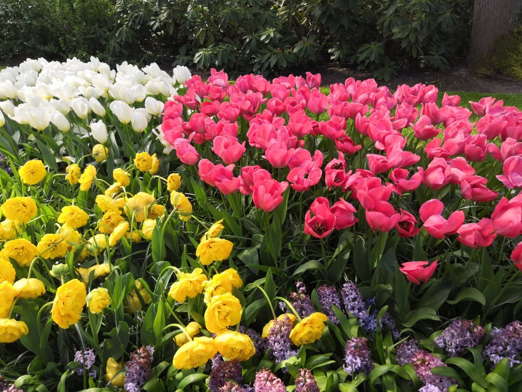 Campo de tulipanes de Keukenhof, Países Bajos